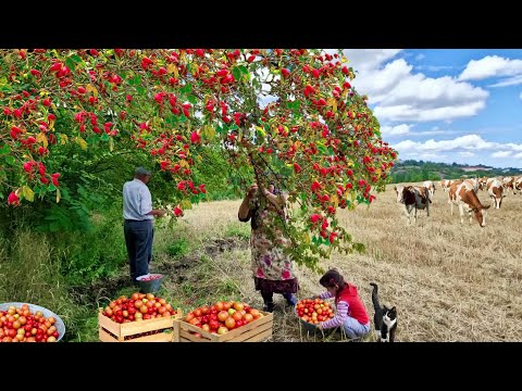 Видео: Реальная Жизнь в Азербайджанской Деревне. Лучшие Видео о Жизни в Деревне в 2024 Году. @Kənd Dadı