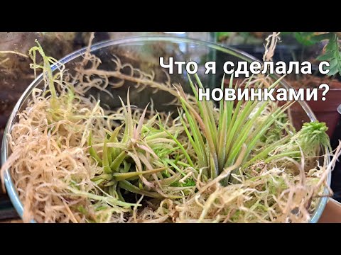 Видео: Новинки, продолжение