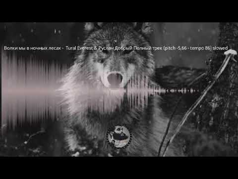 Видео: TURAL EVEREST Руслан добрый_ волки  🎶_  новый версия (slowed)🐺