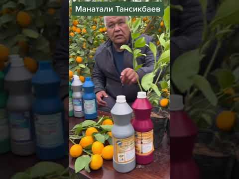 Видео: Лимонды қалай өсіруге болады?  #агро #сад #теплица #лимон