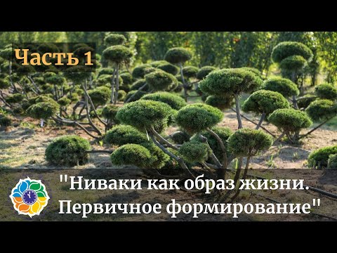 Видео: Ниваки как образ жизни. Часть 1. Первичное формирование