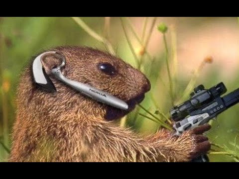 Видео: Охота на сурка июль 2021, Каракастек. marmot huntdağ sıçanı avı, marmot hunt, chasse à la marmotte