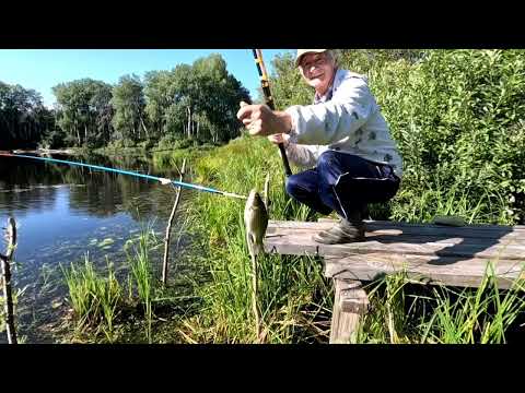 Видео: Ловлю карасей. И НИКАКИХ прикормок.