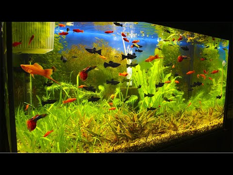 Видео: Один день из жизни юного аквариумиста