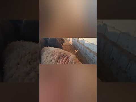 Видео: 20 октября 2025 г.