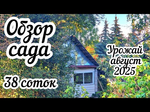 Видео: Живу в саду с 50-ти летней историей 🌳 Какой собираю урожай 🍎 Воры в моем саду 😱