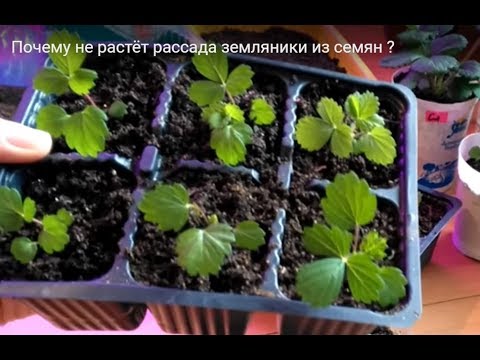 Видео: Почему не растёт рассада земляники из семян?