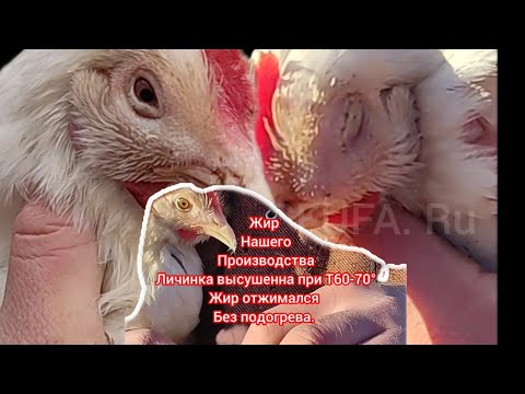 Видео: коралл & жир BSFL  #bsf #чернаяльвинка