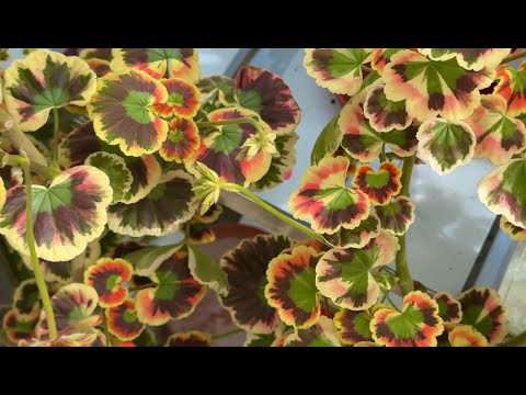 Видео: Все о пеларгониях с цветными листьями