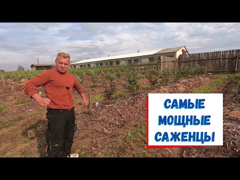 Видео: Самый правильный гектар голубики