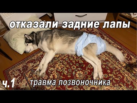 Видео: 😢 Травма позвоночника. У хаски Брюлика отказали задние лапы. (Часть 1)