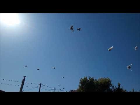 Видео: 1,5 ЧАСА для нас уже не предел. Пермские высоколётные и почтовые голуби.
