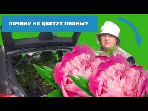 Видео: Почему не цветут пионы? Маленькие секреты выращивания пионов.