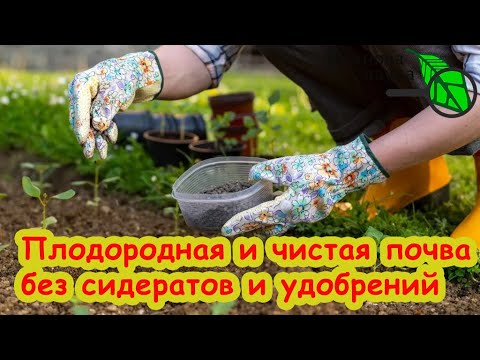 Видео: ОБОЙДЕМСЯ БЕЗ СИДЕРАТОВ! Не успели посеять сидераты? Ну и что!