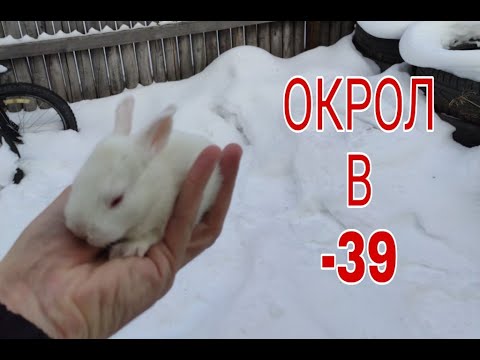 Видео: Зимние окролы без подогрева маточника.Кролики белый великан.Winter okrol. White giant.