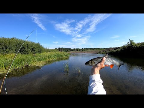 Видео: Нахлыст. Нашëл здоровых голавлей.