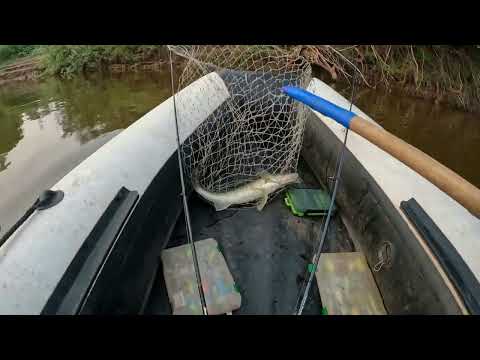 Видео: Ловля судака из-под веток. Рыбалка на Вятке на открытии сезона!