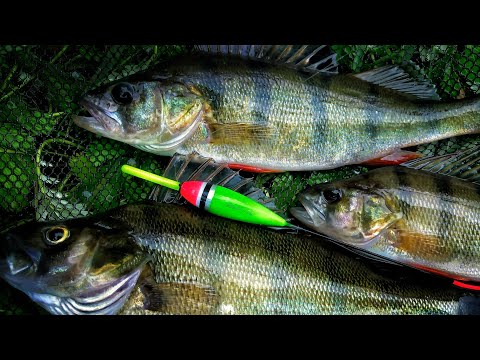 Видео: Окунь на живца. Рыбалка на поплавок крупным планом