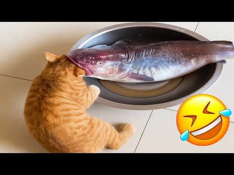Видео: Постарайтесь не смеяться 😂 Самые смешные собаки и кошки всех времён 😹🐶 Часть 15