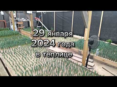 Видео: 29 января, продолжаем выгонку тюльпанов