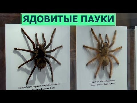 Видео: Ядовитые пауки Сахалина и не только. Выставка "Арахнофобия" в краеведческом музее Южно-Сахалинска