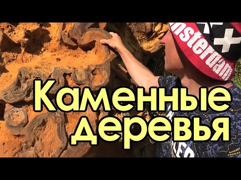 Видео: Каменные деревья