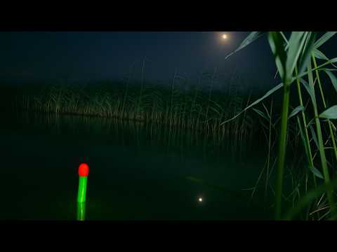 Видео: ОТ ТАКОЙ РЫБАЛКИ ДУХ ЗАХВАТЫВАЕТ! Ночная рыбалка на КАРАСЯ! #рыбалка #карась #fishing #рыба