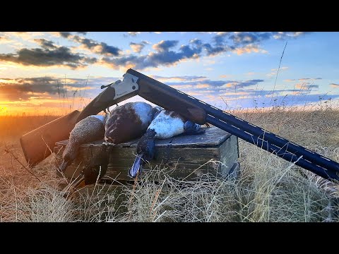 Видео: Охота на селезня с подсадной | Классическая охота