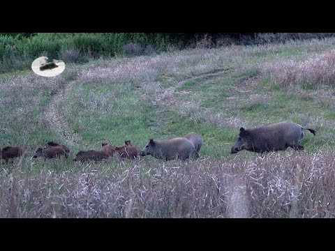 Видео: Монстр-кабан – самый большой в мире! Охота на косулю в июле – уродливый самец косули упал!