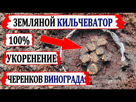 Видео: 🍇 100% СУПЕР результат в простом земляном КИЛЬЧЕВАТОРЕ черенков винограда. Сажаю черенки в школку..