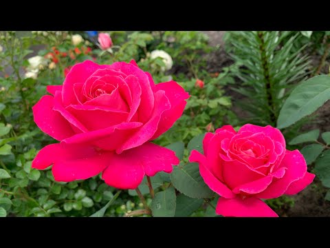 Видео: Розы Мейян