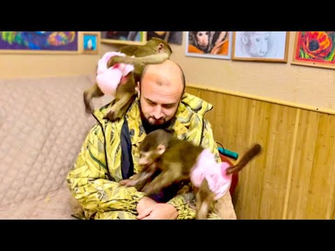 Видео: Наша любвеобильная Манечка ВСЕХ РАСПУГАЛА, Финик и Басик СПРЯТАЛИСЬ, а Анфиса КРУЖИТ возле Дениса!))