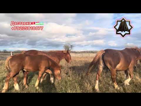 Видео: Г Абакан қулун Тойлар Савдода Андрей ДАМБА Табунидан. 10.10.2025 йил