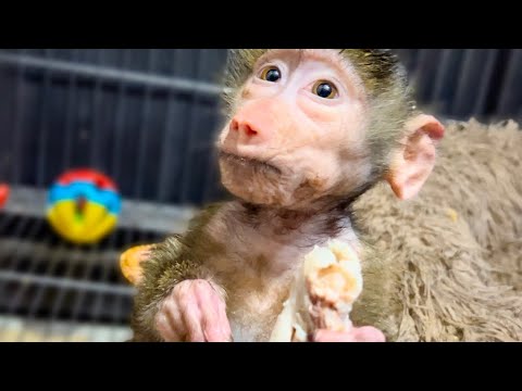 Видео: ЭТО НАДО ВИДЕТЬ! Степашка и Маня прячут за щеки курицу от Люськи)))