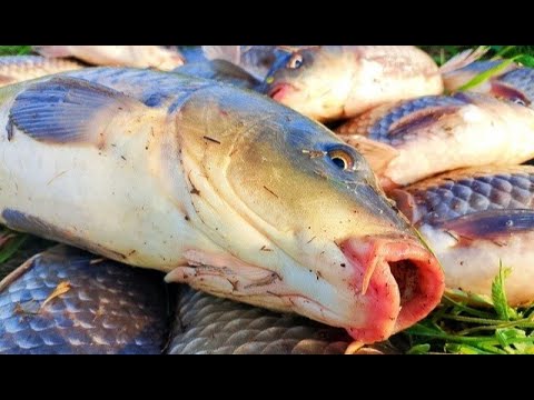 Видео: СУМАСШЕДШАЯ РЫБАЛКА! САЗАНЫ! КАРАСИ МОНСТРЫ! НА ПОПЛАВОК И ДОНКИ!
