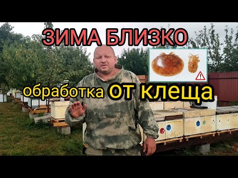 Видео: Зима близко. Обработка пчёл от клеща. Эффективный метод.