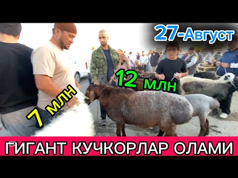 Видео: БОГОТ КУЙ КУЧКОР БОЗОРИ САВДОЛАР ОЛАМИ СИЗ КУТГАН ВИДЕО 27.08.2025