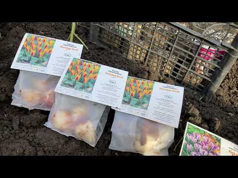 Видео: Садимо тюльпани восени