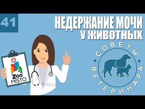 Видео: Недержание мочи у животных | Причины недержания | Симптомы и лечение болезни | Советы Ветеринара