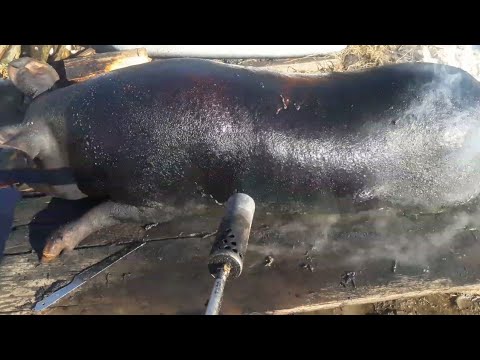 Видео: САЛО висмалюємо до готовності. село Запрудка частина 1