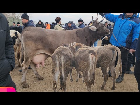 Видео: MARXAMAT MOL BOZORI MAZA BÕLDI BOZOR KÕRIP YAYRELAR | 15 декабря 2024 г.