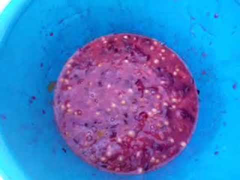 Видео: Вместо компота вино!