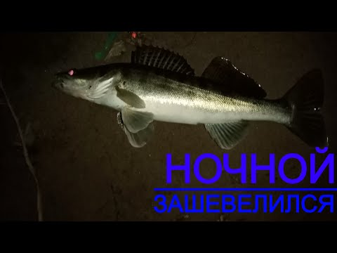 Видео: Уже и НЕ НАДЕЯЛСЯ! Ночной СУДАК с берега