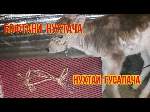 Видео: БОФТАНИ  НУХТА  ГУСАЛАЧАБА