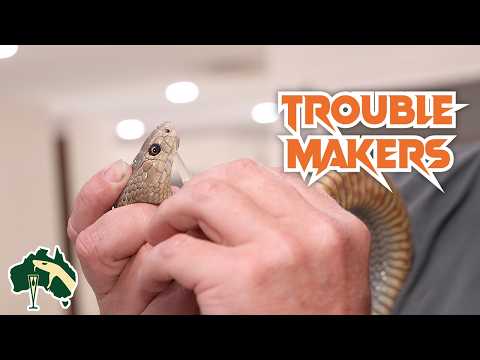 Видео: САМЫЕ СЛОЖНЫЕ ЯДОВИТЫЕ ЗМЕИ! | Venom Diaries