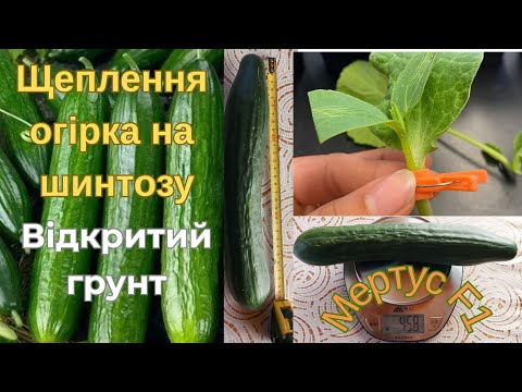 Видео: Неочікуваний результат щеплення огірка на гарбуз