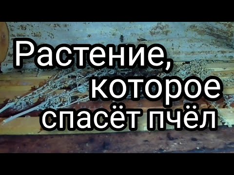 Видео: Пчёлы довольны. Пчеловоды в восторге. Пчеловодство живёт.