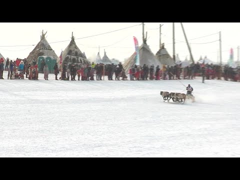 Видео: День оленевода в Салехарде. Северный колорит 05.04.2022 г.