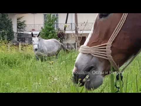 Видео: МУЛ МУЛОВОДСТВО МОИ МУЛЫ  || HORSES donkeys & KATRIN Super life