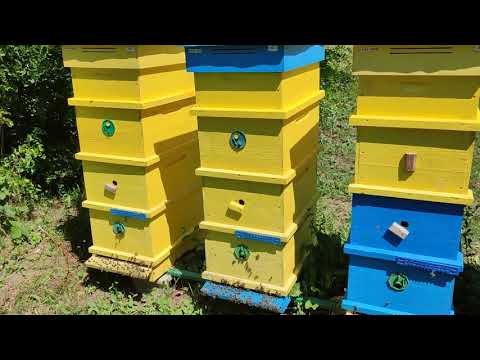 Видео: Двусемеен кошер